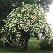 Viburnum lentago 