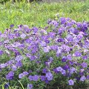 Petunia x hybrida Shockwave® Series