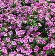 Petunia x hybrida Supertunia® Raspberry Blast®