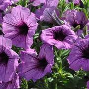 Petunia x hybrida Supertunia® Bordeaux™