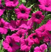 Petunia x hybrida Supertunia® Royal Magenta™