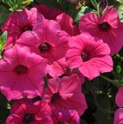 Petunia x hybrida Supertunia® Bubblegum