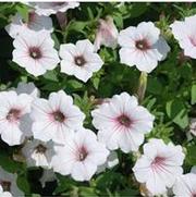 Petunia x hybrida Supertunia® Vista Silverberry