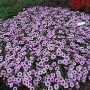 Petunia x hybrida Surfinia® Blue Veined