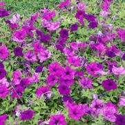 Petunia x hybrida Surfinia® Wild Plum