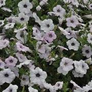 Petunia x hybrida Tidal Wave® Series