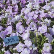 Petunia x hybrida Wave® Misty Lilac