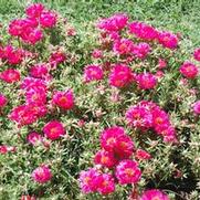 Portulaca x hybrida Happy Hour™ Series