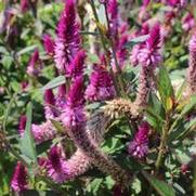 Celosia argentea var. spicata Asian Garden