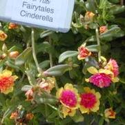 Portulaca x hybrida Fairytale Series