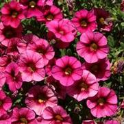 Calibrachoa Hula Cherry