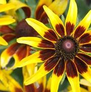 Rudbeckia hirta Denver Daisy™