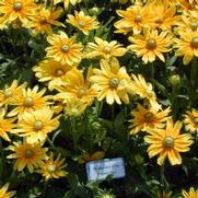 Rudbeckia hirta Prairie Sun