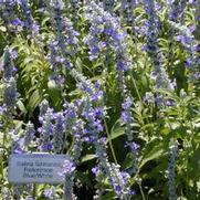 Salvia farinacea Reference