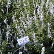 Salvia farinacea Silver White