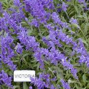 Salvia farinacea Victoria Blue