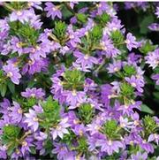 Scaevola aemula New Wonder®