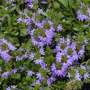 Scaevola aemula Outback Fan Dancer