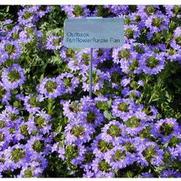 Scaevola aemula Outback Purple Fan