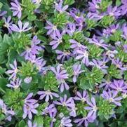 Scaevola aemula Surdiva® Series