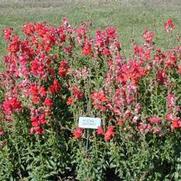 Anthirrhinum Rocket Cherry