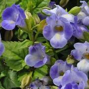 Torenia x hybrida Catalina® Blue