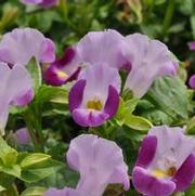 Torenia x hybrida Catalina® Pink