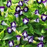 Torenia fournieri Kauai Deep Blue