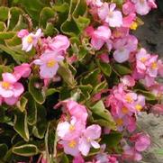 Begonia semperflorens Ambassador Pink