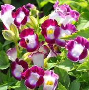 Torenia fournieri Kauai Magenta