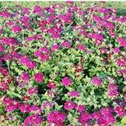 Verbena x hybrida Superbena® Burgundy