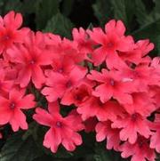 Verbena x hybrida Superbena® Coral Red