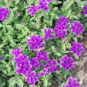 Verbena x hybrida Superbena® Dark Blue