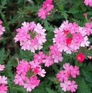 Verbena x hybrida Lanai™ Bright Pink