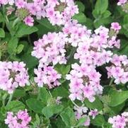 Verbena x hybrida Superbena® Pink Parfait