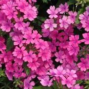 Verbena x hybrida Superbena® Pink Shades