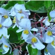 Begonia BabyWing White