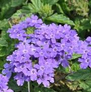 Verbena x hybrida Superbena® Royale Chambray