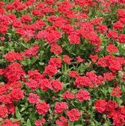 Verbena x hybrida Temari® Cherry Red