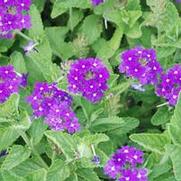 Verbena x hybrida Temari® Patio Blue