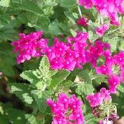 Verbena x hybrida Temari® Patio Hot Pink