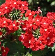 Verbena x hybrida Tukana® Scarlet