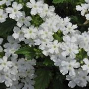 Verbena x hybrida Tukana® White