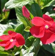 Catharanthus roseus Cooler series