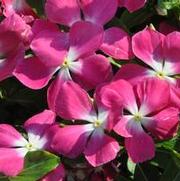 Catharanthus roseus Mediterranean series