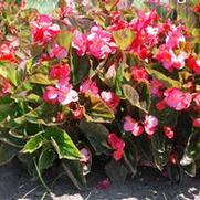 Begonia x benariensis BIG Series