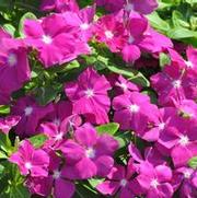 Catharanthus roseus Pacifica XP series