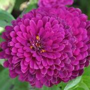 Zinnia elegans Benary's Giant Series