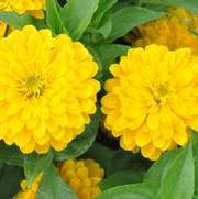 Zinnia violaecae (elegans) Bridesmaid