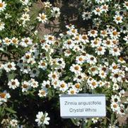 Zinnia angustifolia Crystal White